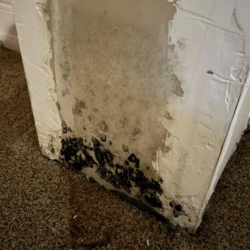 Professional Mold Removal in Hendersonville, NC